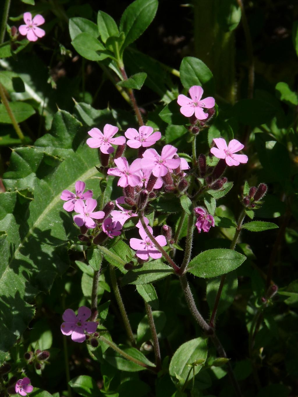 Saponaria ocymoides (door Willemien Troelstra)