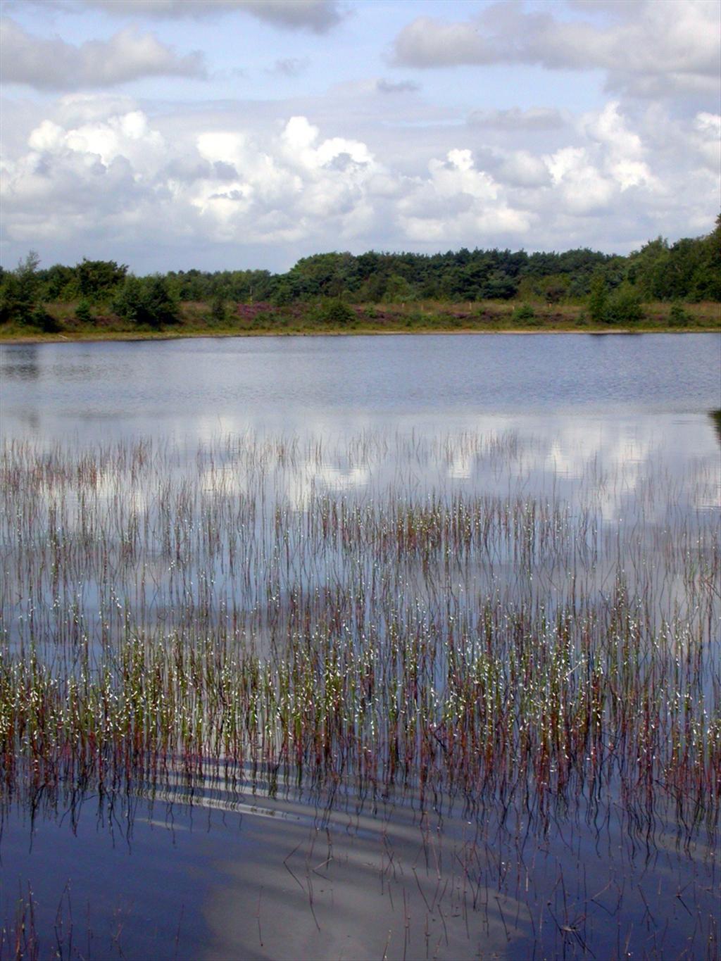 Lobelia dortmanna (door Peter Meininger)