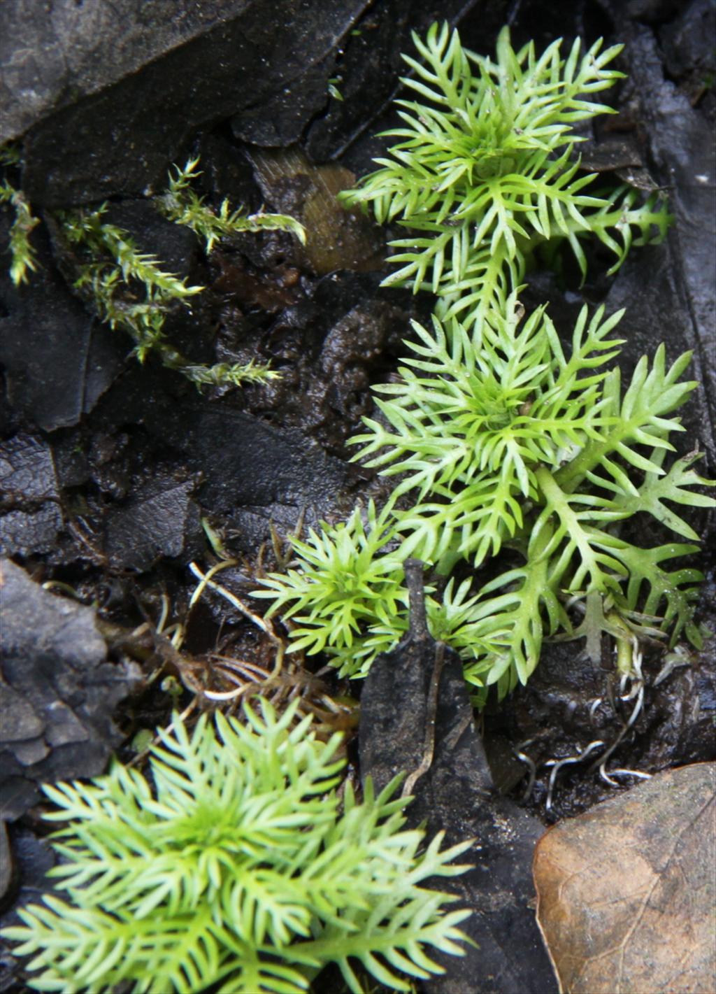 Hottonia palustris (door Peter Meininger)