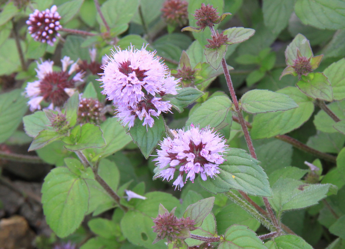 Mentha aquatica (door Peter Meininger)