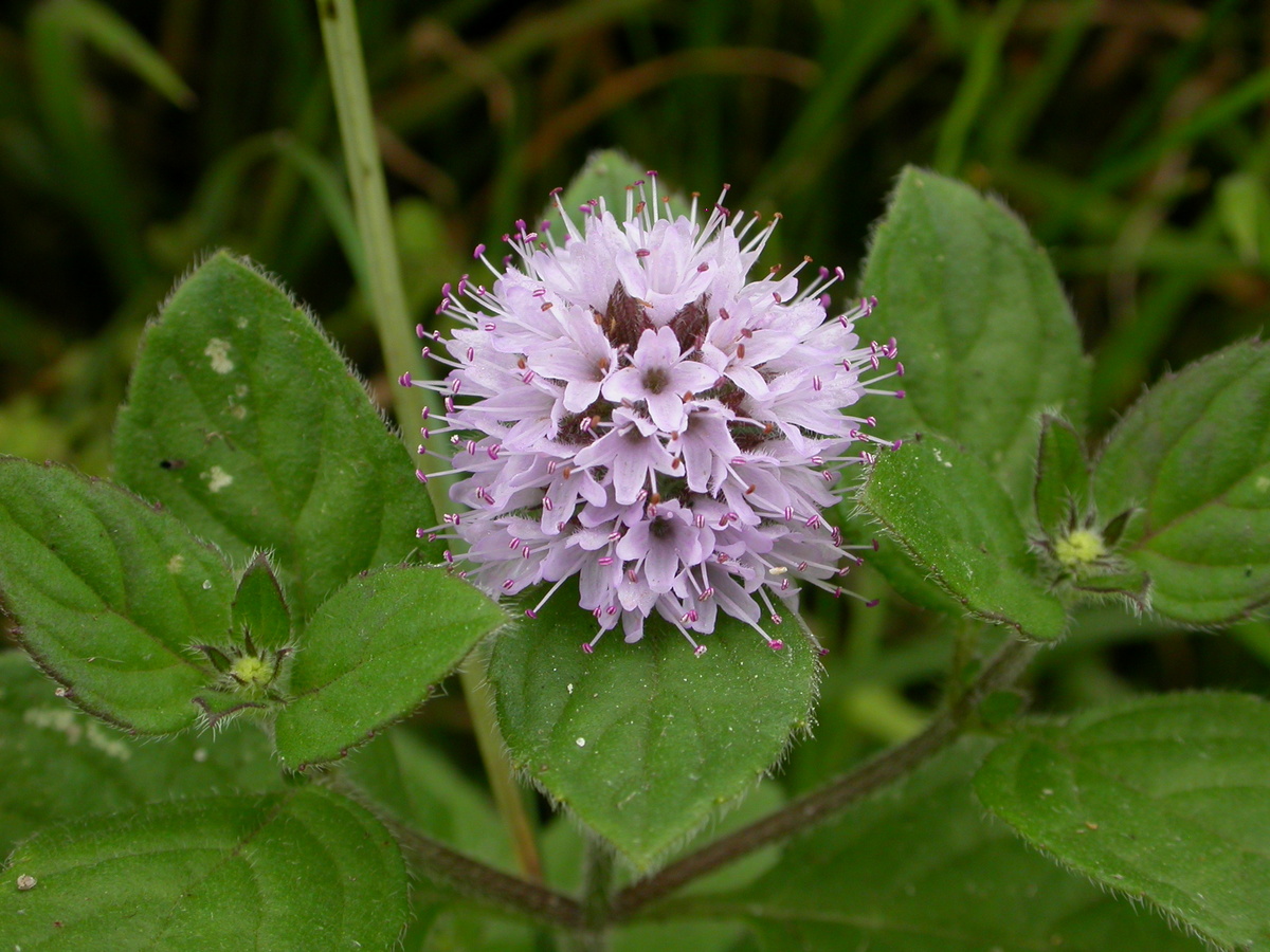 Mentha aquatica (door Peter Meininger)