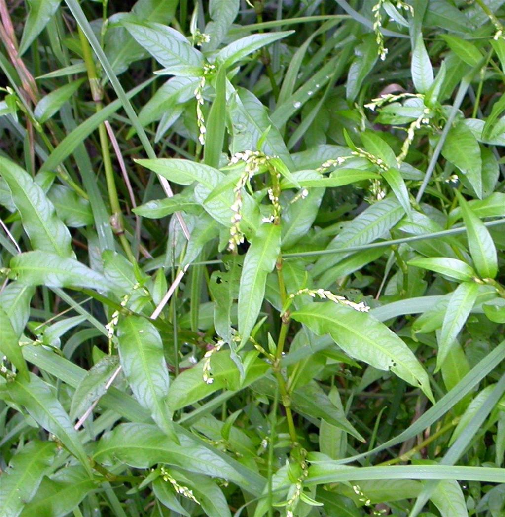 Persicaria hydropiper (door Peter Meininger)