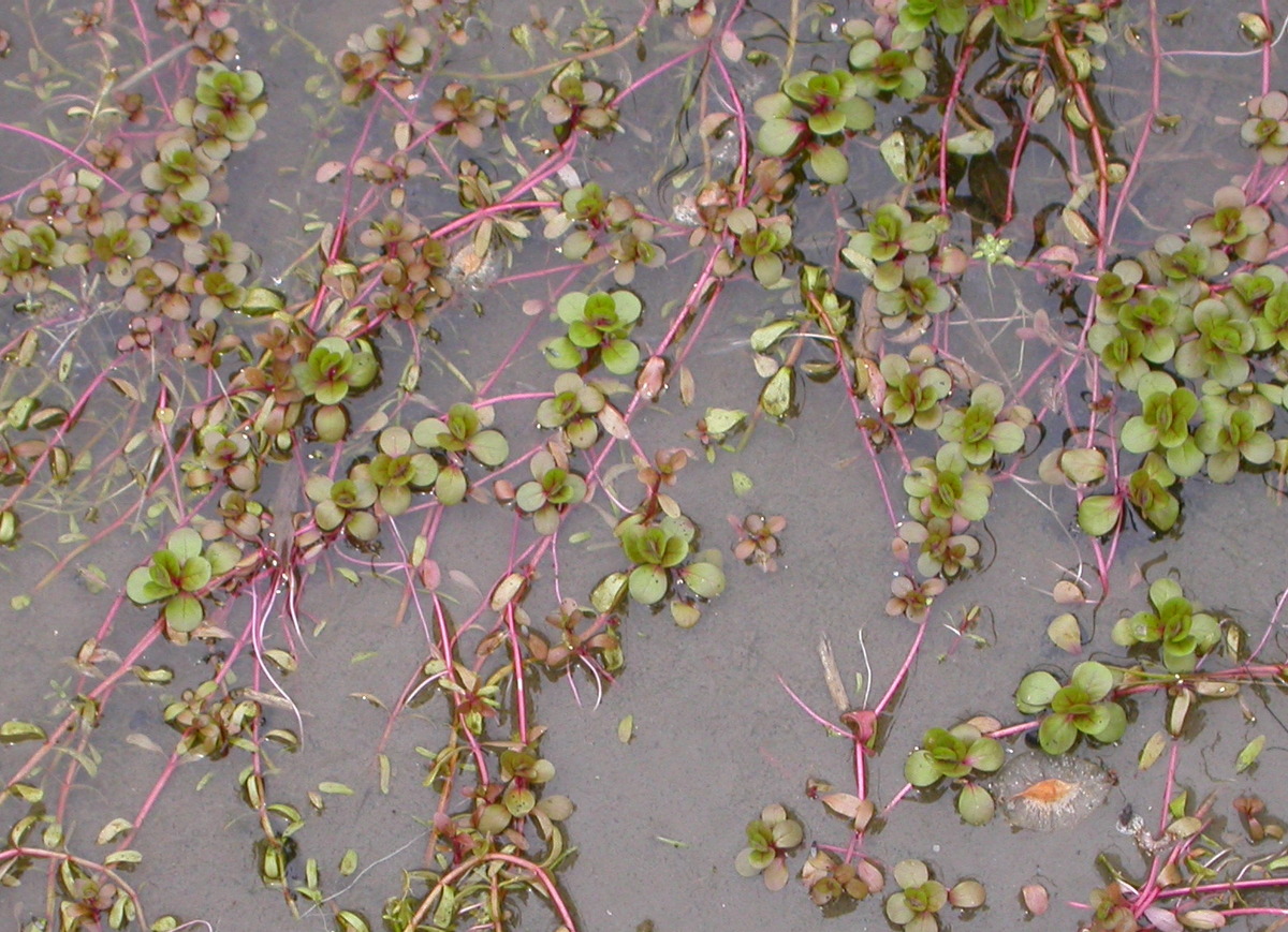 Lythrum portula (door Peter Meininger)