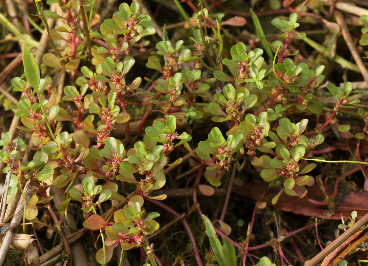 Lythrum portula (door Peter Meininger)