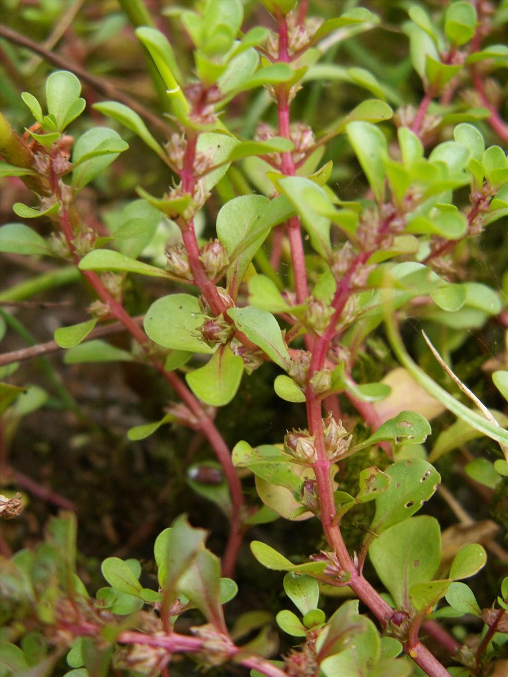 Lythrum portula (door Han Beeuwkes)