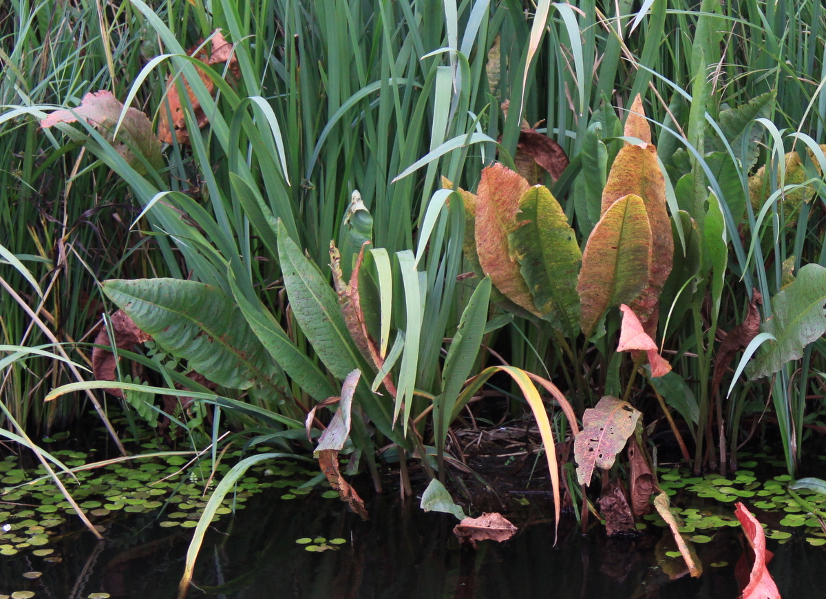 Rumex hydrolapathum (door Peter Meininger)