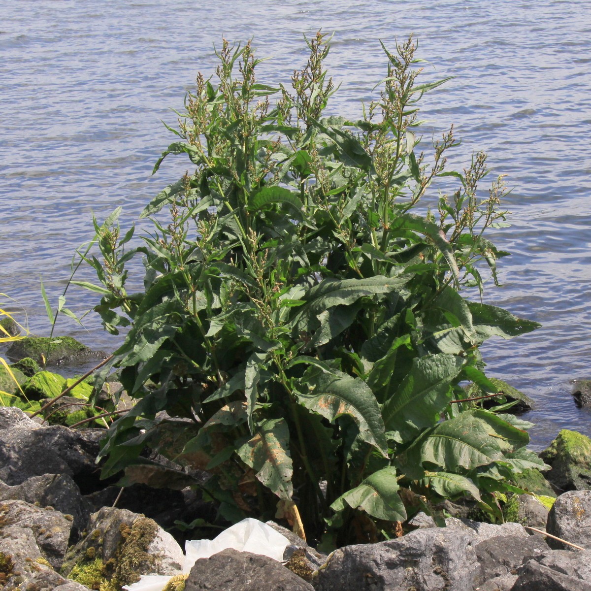 Rumex hydrolapathum (door Peter Meininger)