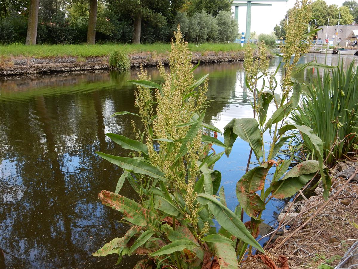 Rumex hydrolapathum (door Peter Meininger)