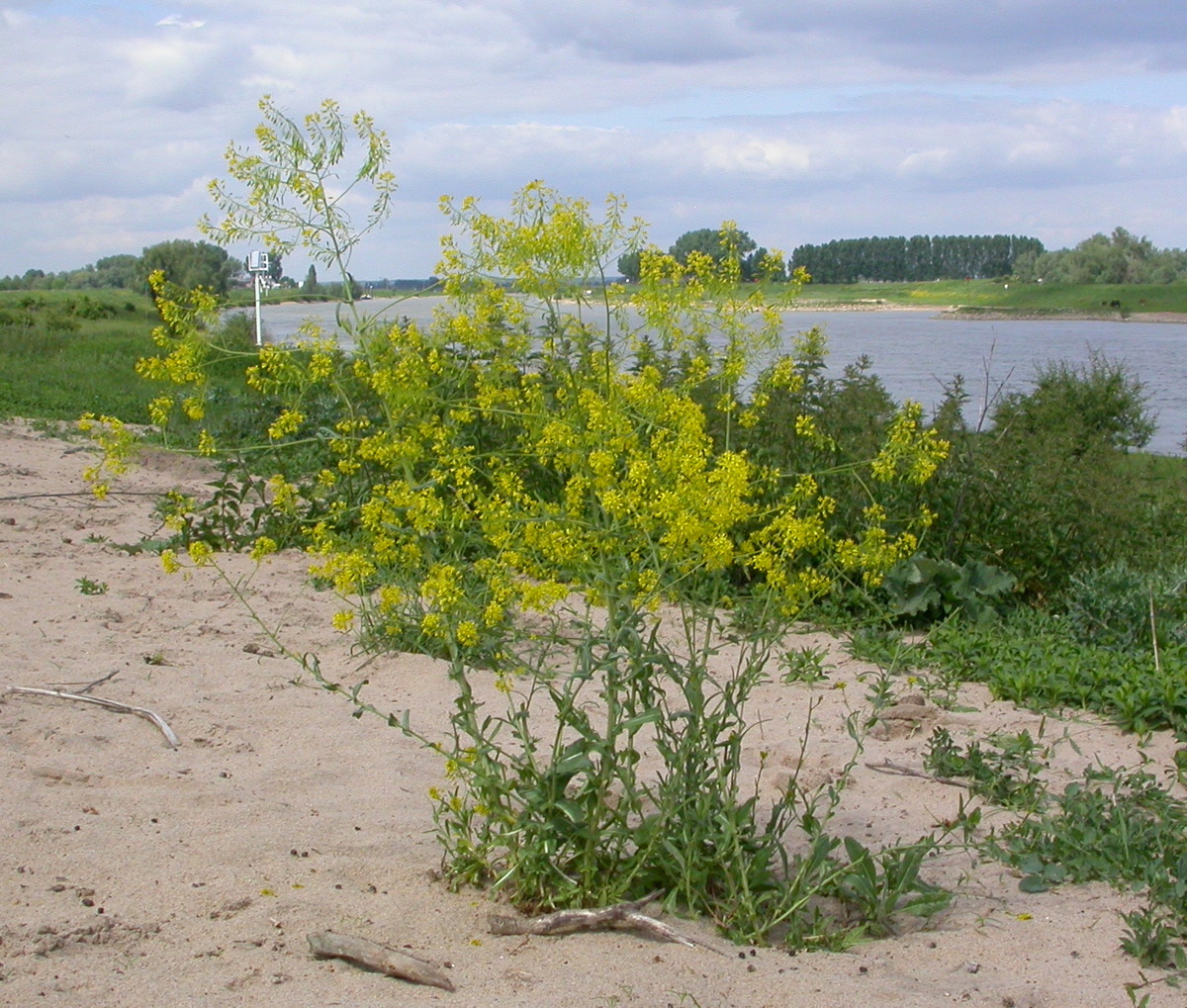 Isatis tinctoria (door Peter Meininger)