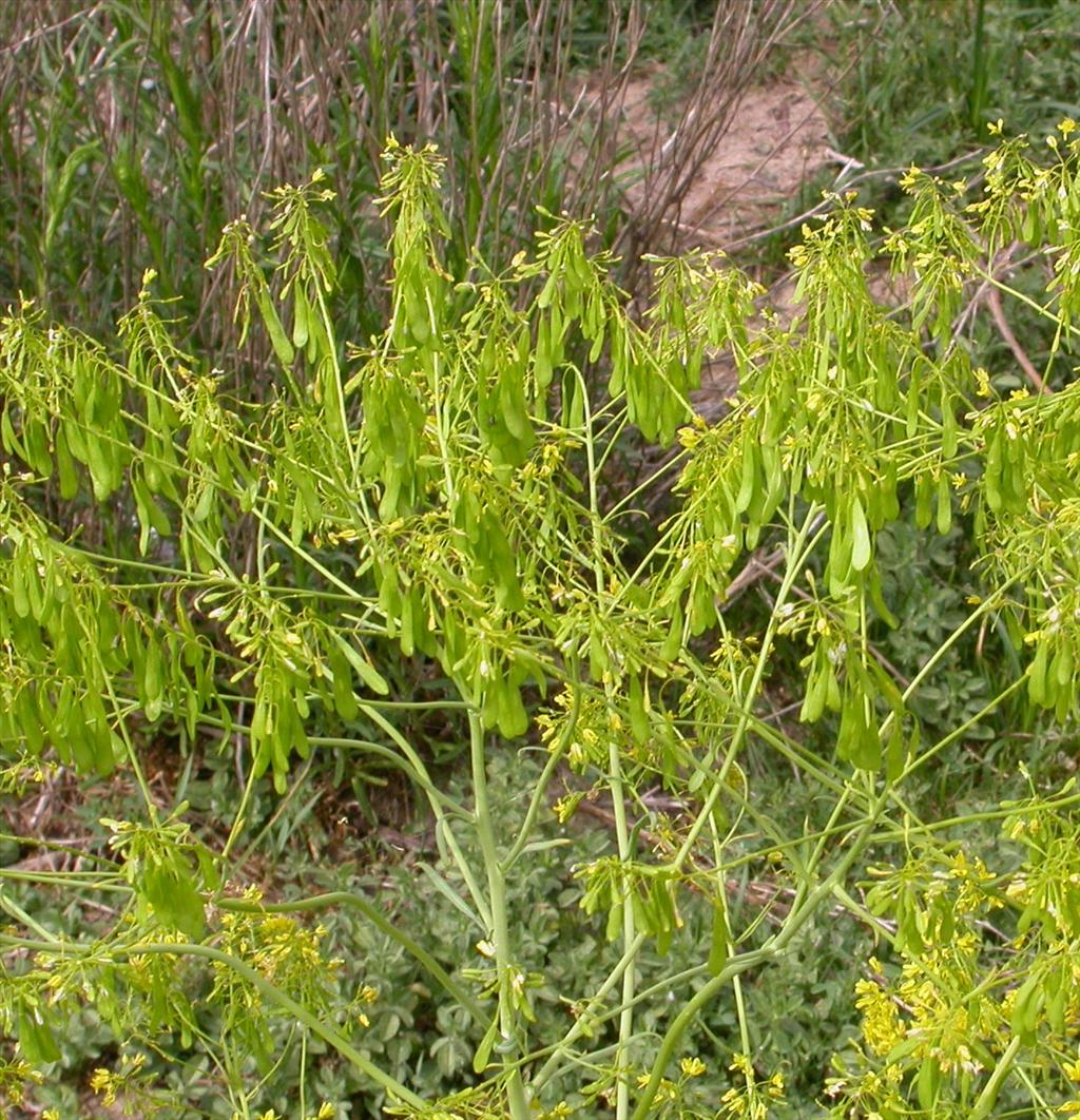 Isatis tinctoria (door Peter Meininger)