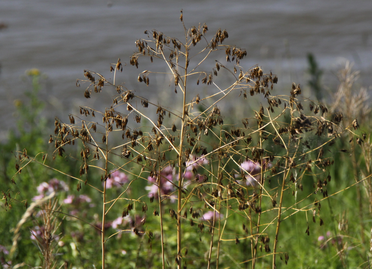 Isatis tinctoria (door Peter Meininger)