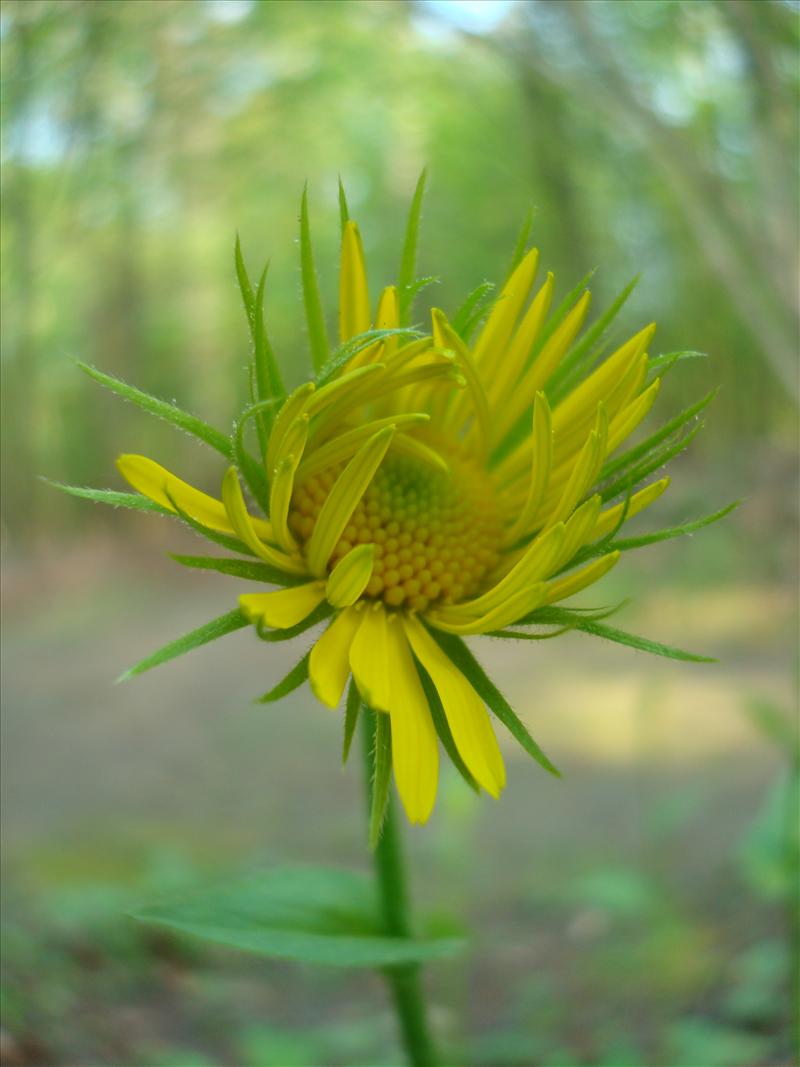 Doronicum plantagineum (door Michael Inden)