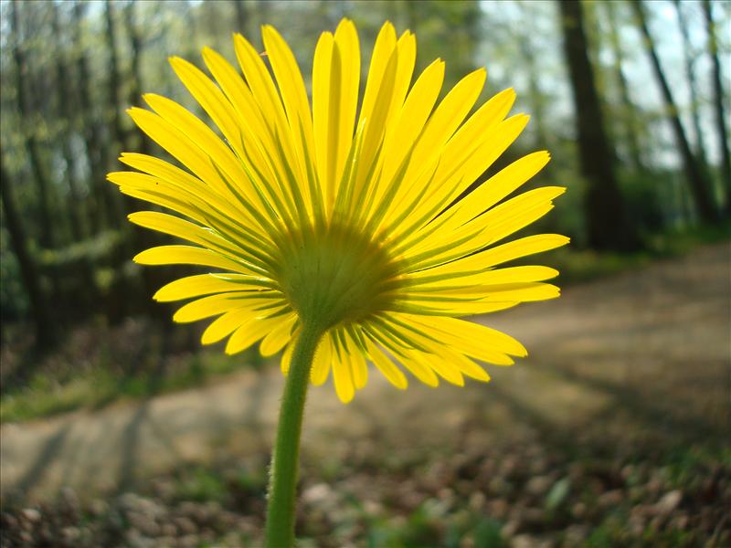 Doronicum plantagineum (door Michael Inden)