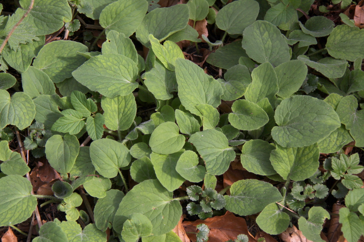 Doronicum plantagineum (door Peter Meininger)