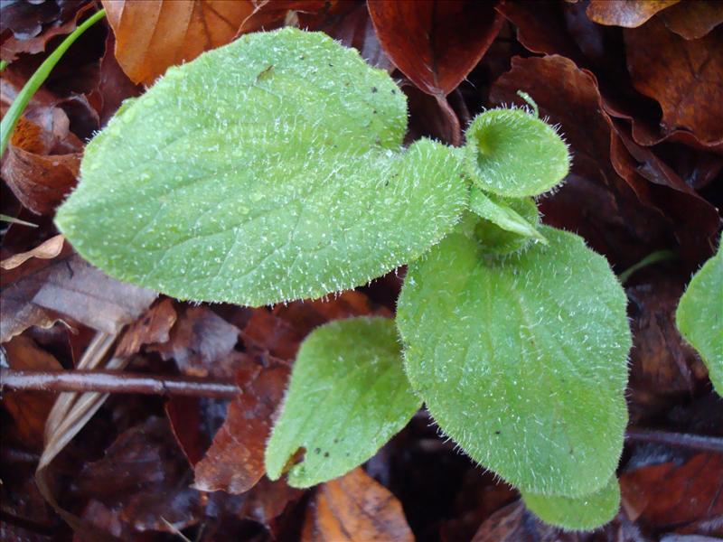 Doronicum plantagineum (door Michael Inden)