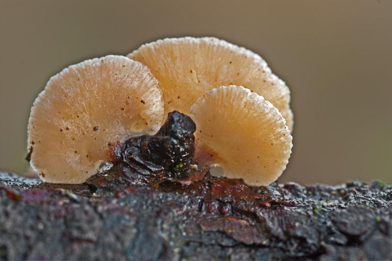 Crepidotus mollis (door Jos Steeghs)