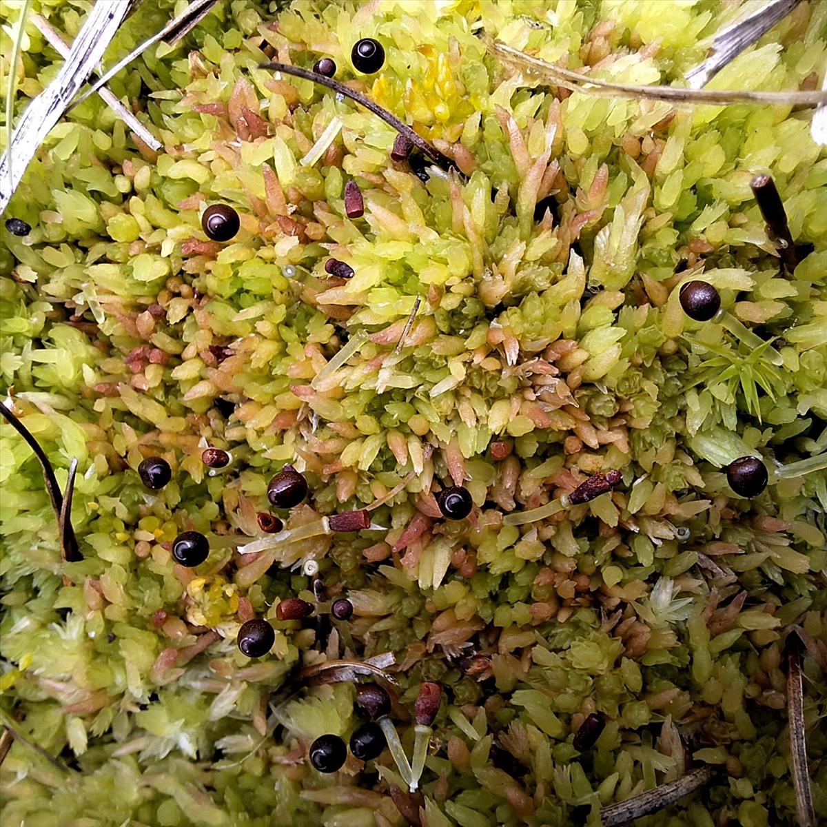 Sphagnum molle (door Muriel Schouten)