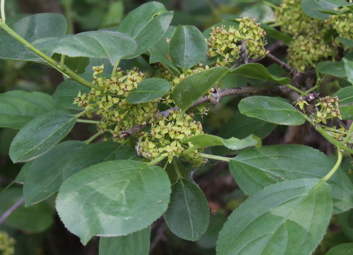 Rhamnus cathartica (door Peter Meininger)