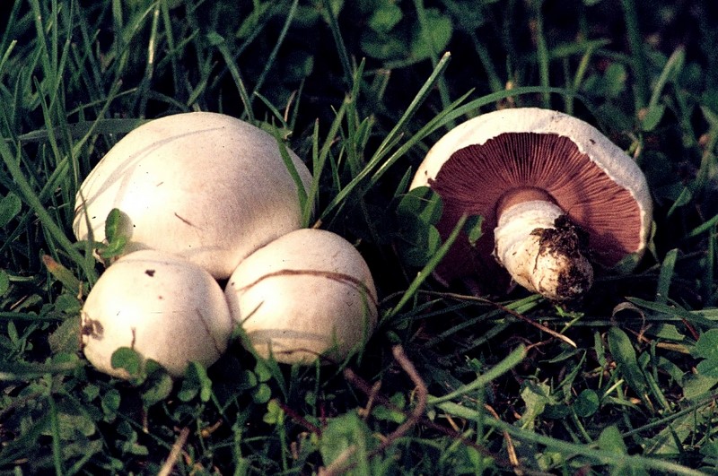 Agaricus campestris (door Eef Arnolds)