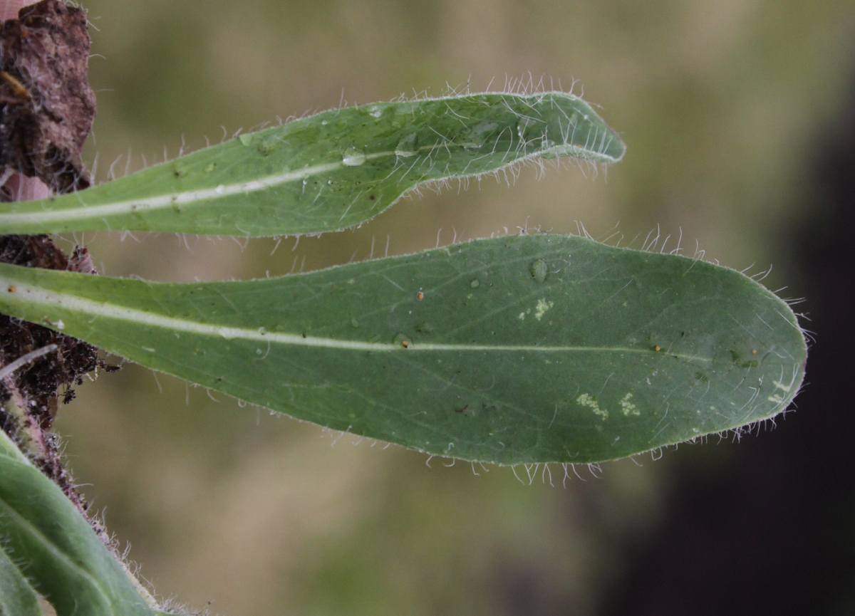 Pilosella x flagellaris (door Peter Meininger)