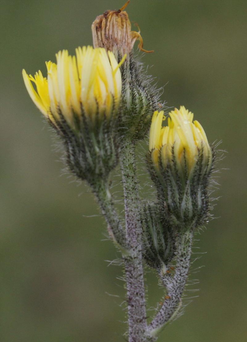 Pilosella x flagellaris (door Peter Meininger)