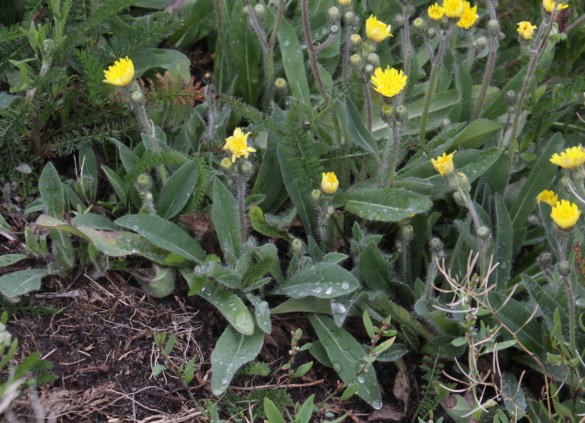 Pilosella x flagellaris (door Peter Meininger)