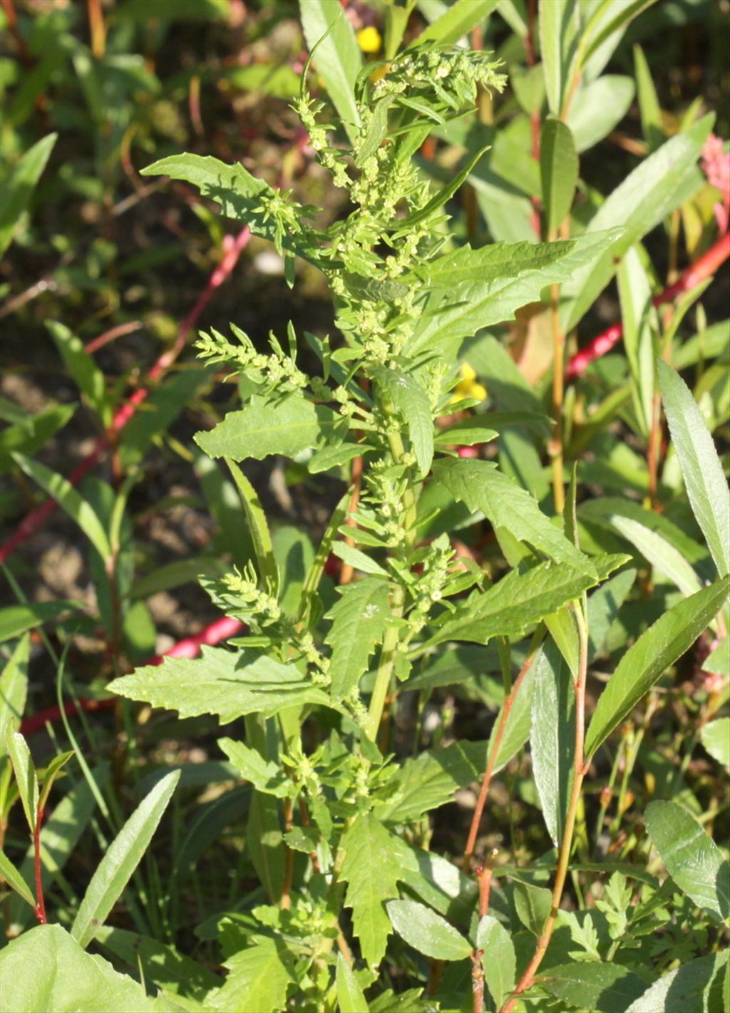 Dysphania ambrosioides (door Peter Meininger)