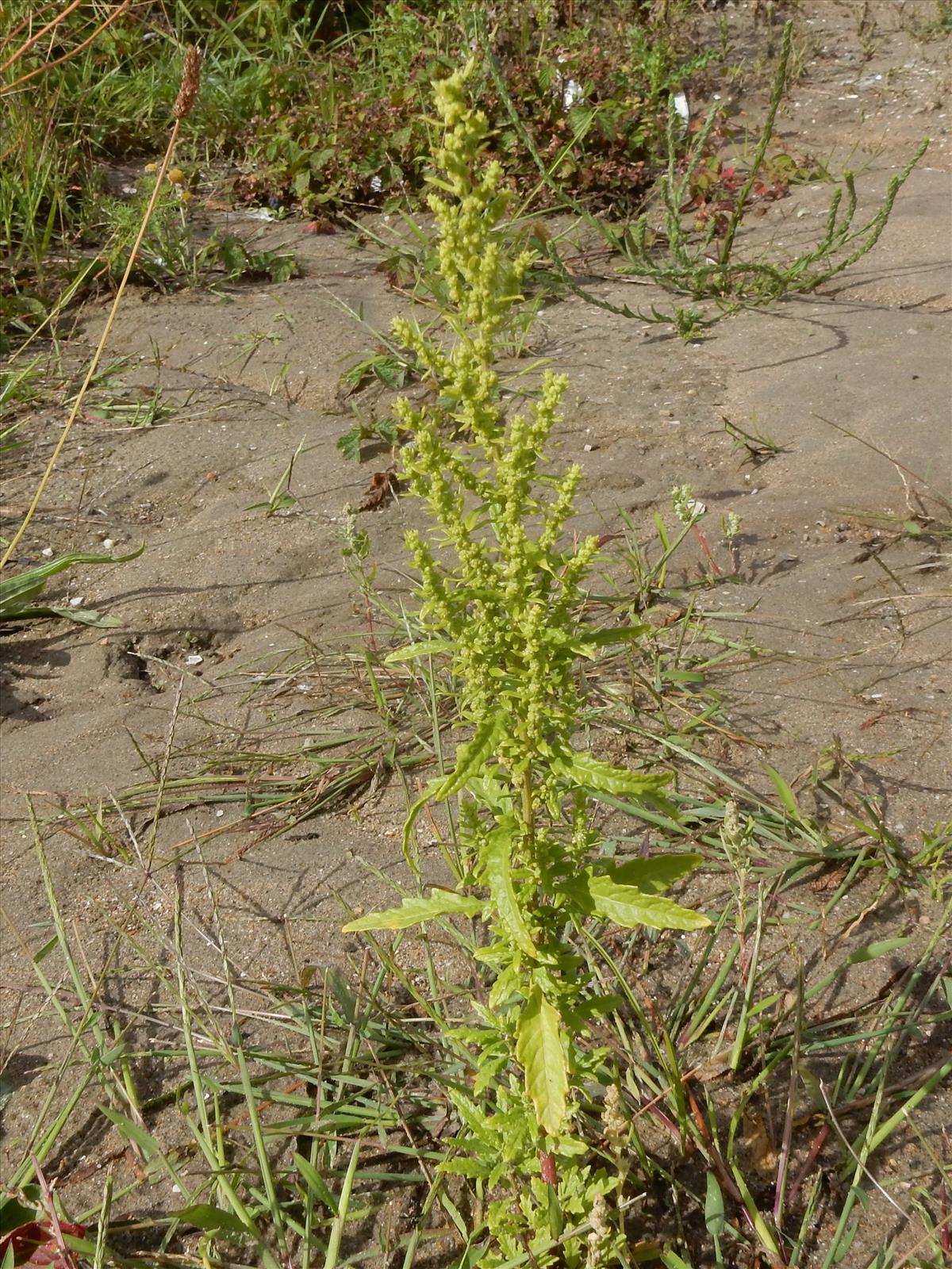 Dysphania ambrosioides (door Peter Meininger)