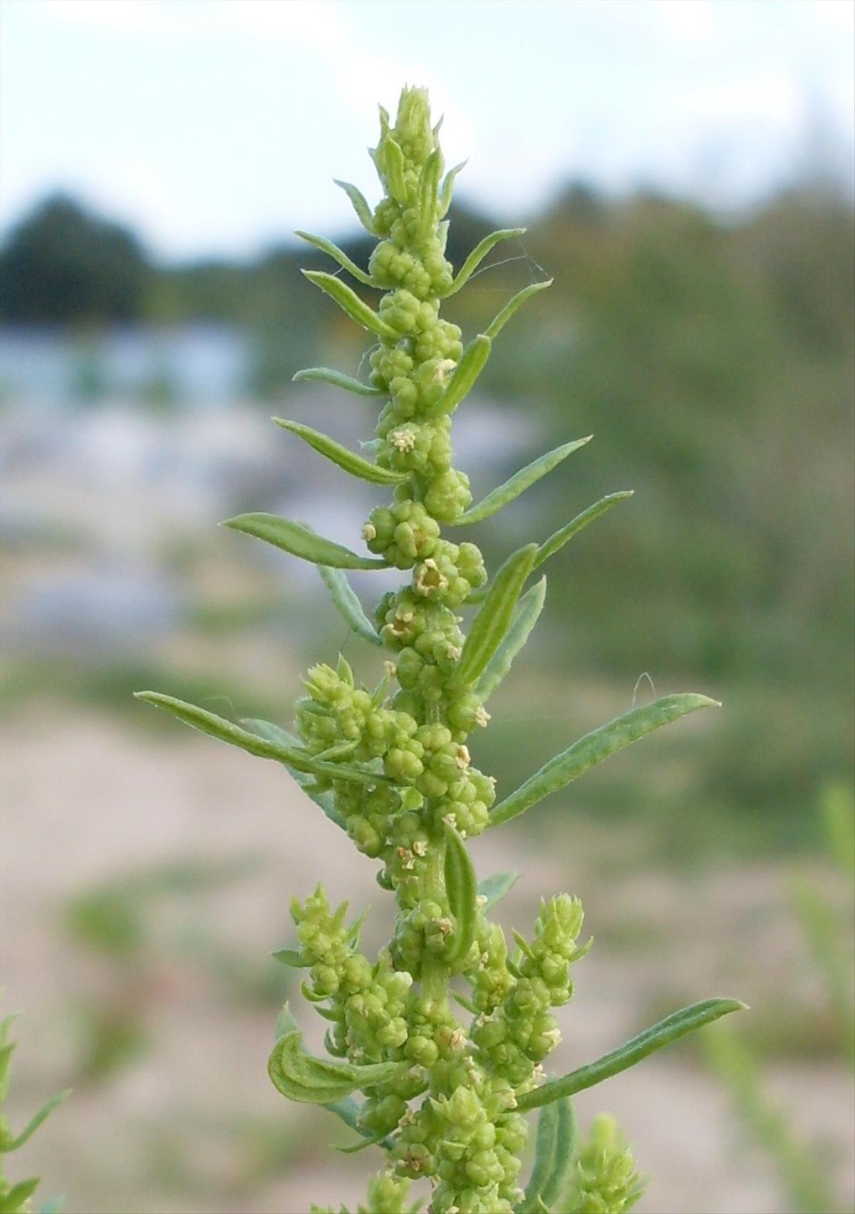 Dysphania ambrosioides (door Dick Kerkhof)