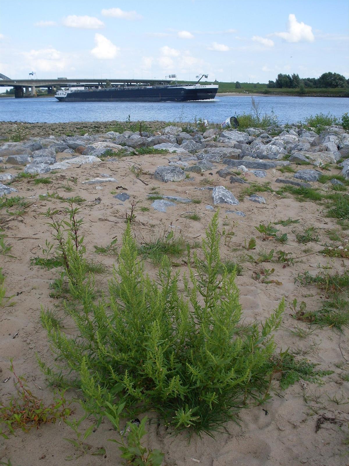 Dysphania ambrosioides (door Dick Kerkhof)