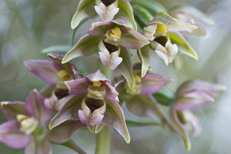 Epipactis helleborine subsp. helleborine (door Valentine Kalwij)