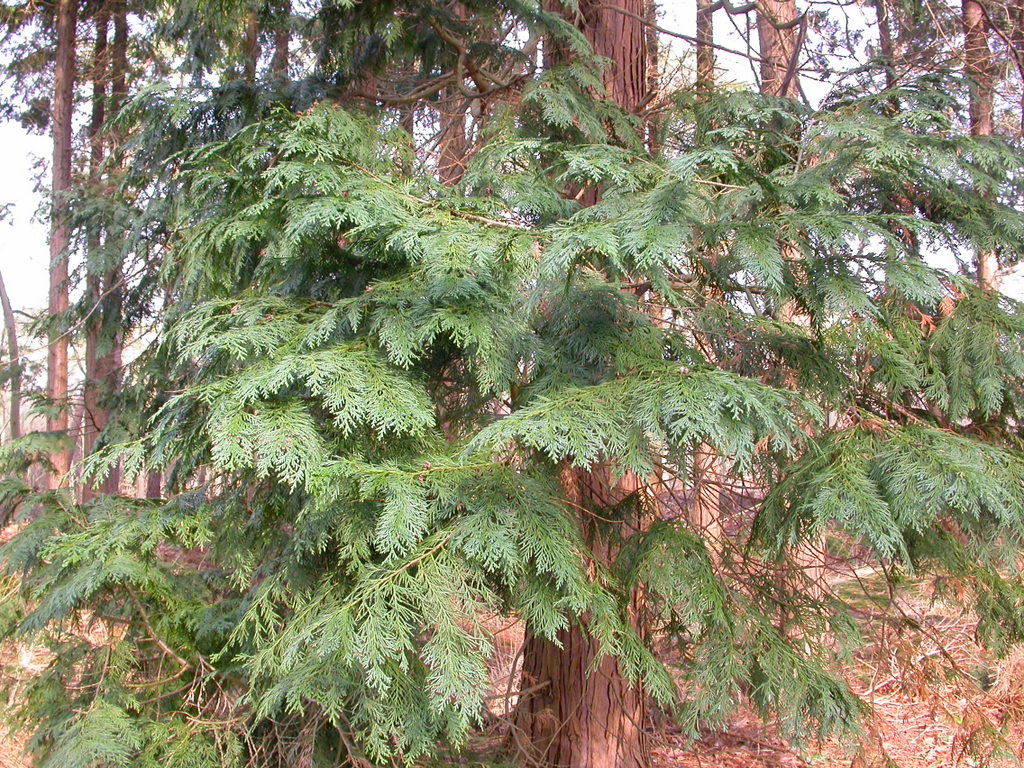 Thuja occidentalis (door Peter Meininger)