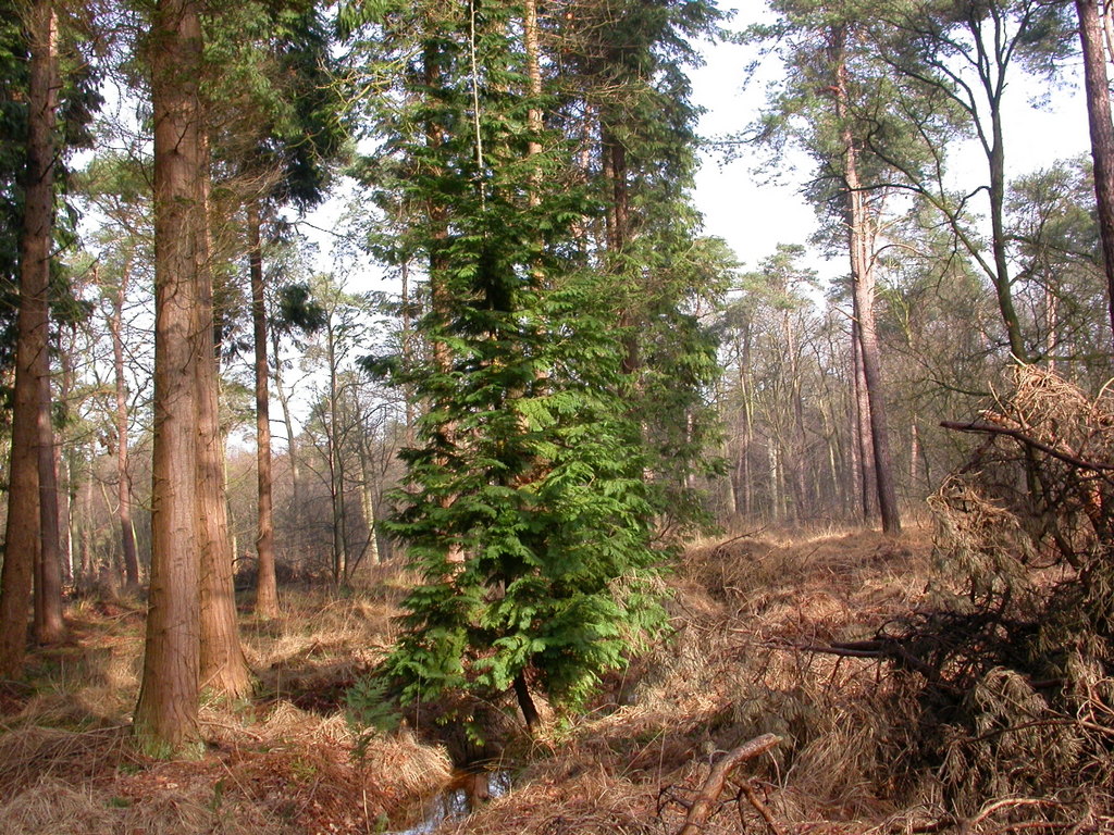 Thuja occidentalis (door Peter Meininger)