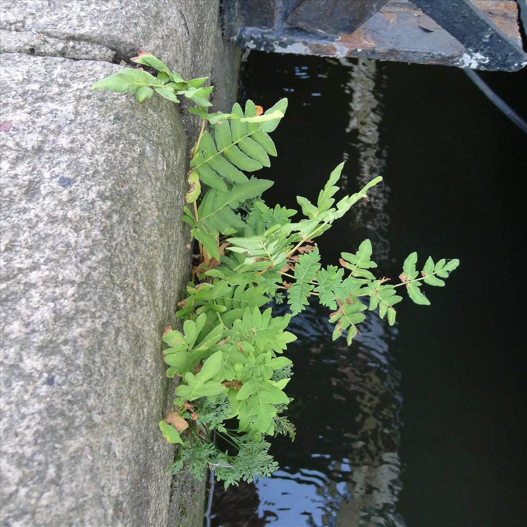 Osmunda regalis (door Valentijn ten Hoopen)