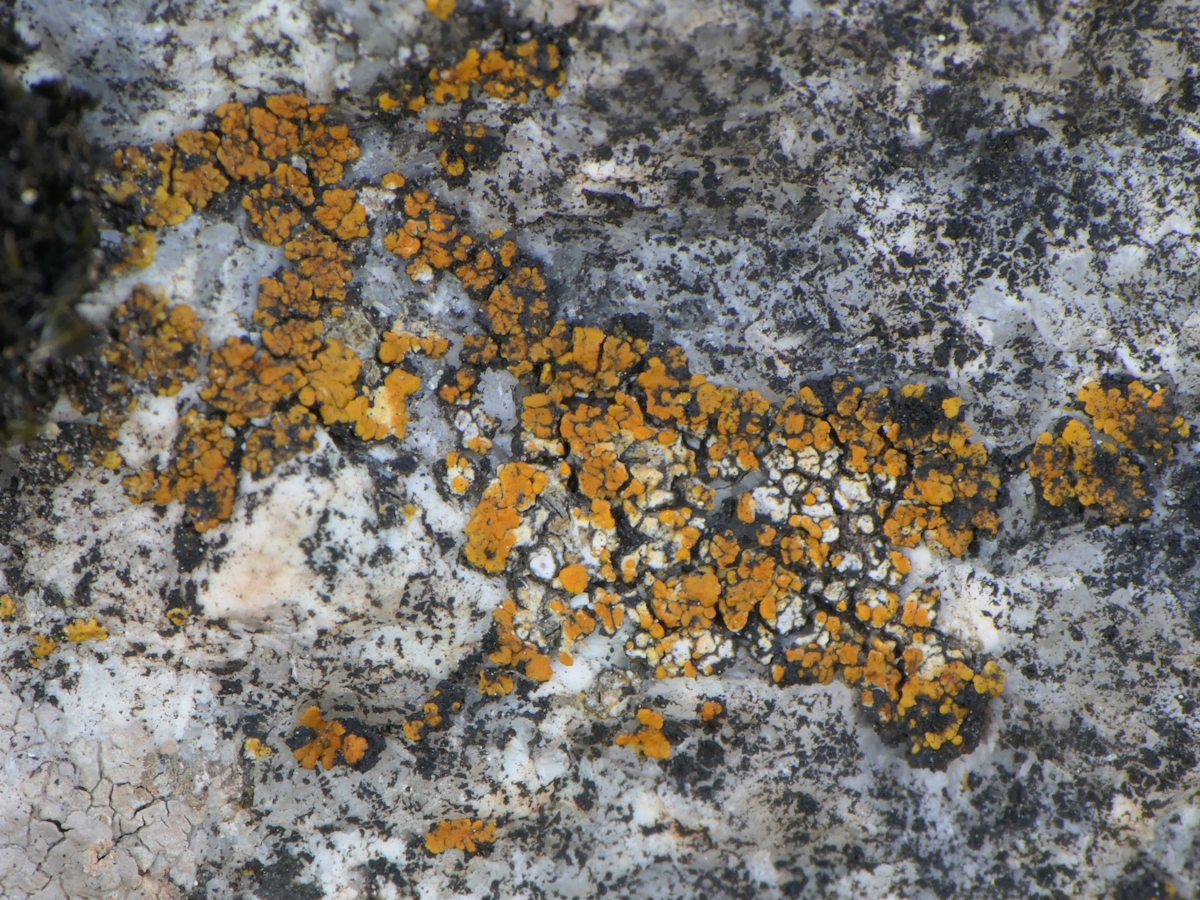 Wetmoreana brouardii (door Henk-Jan van der Kolk)