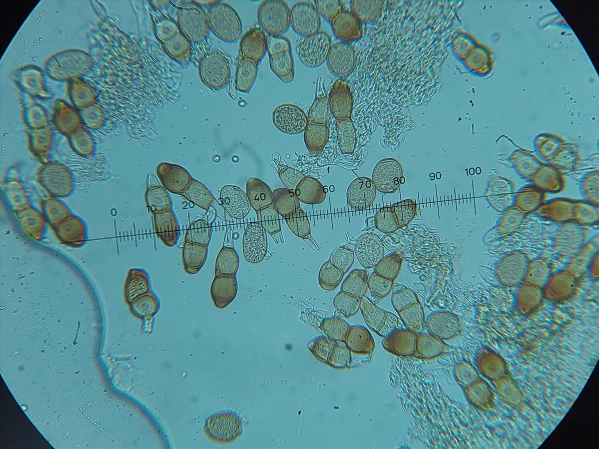 Puccinia polygoni-amphibii (door Matthijs Molenaar)