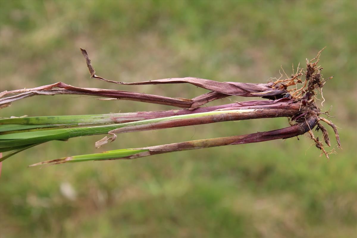 Carex vesicaria (door Stef van Walsum)