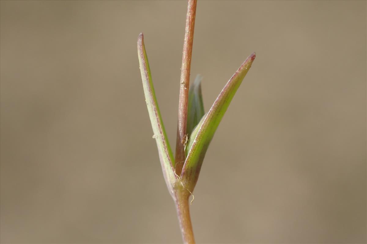 Moenchia erecta (door Stef van Walsum)