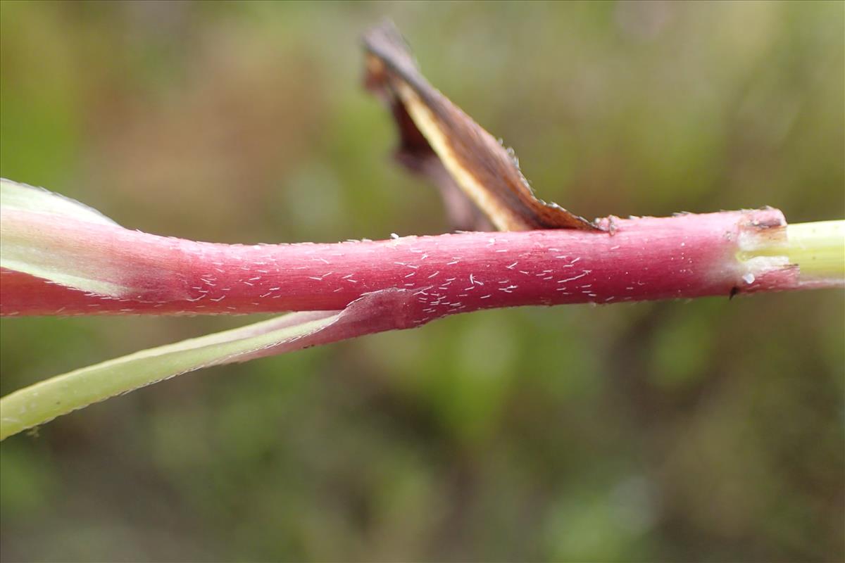 Myosotis scorpioides subsp. scorpioides (door Stef van Walsum)