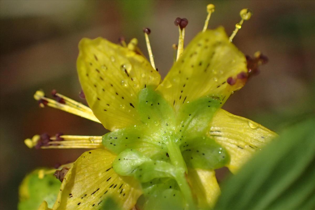 Hypericum maculatum subsp. maculatum (door Stef van Walsum)