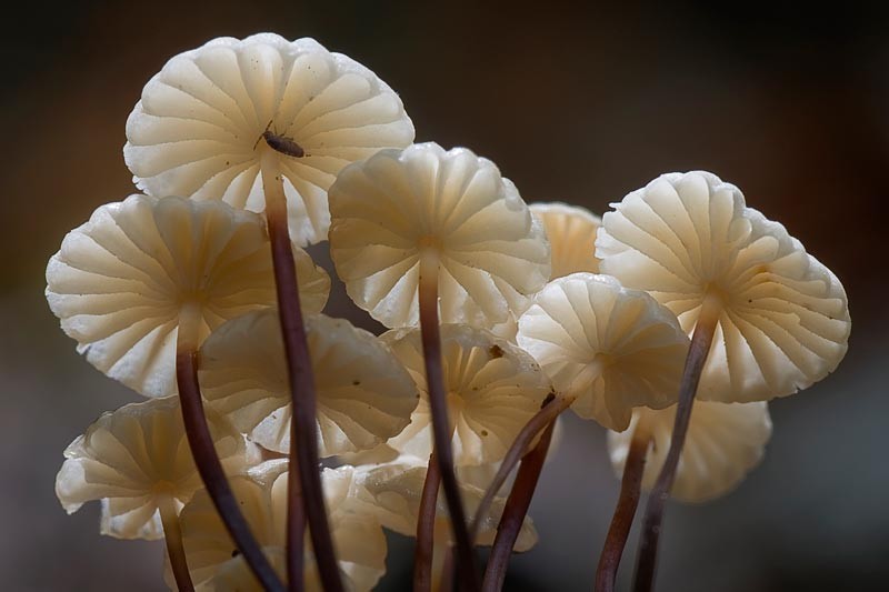 Marasmius rotula (door Gerben Winkel)