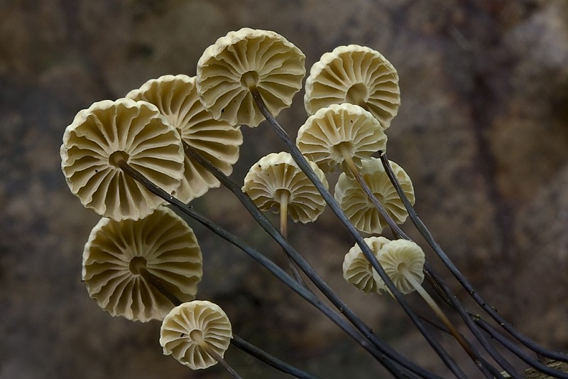 Marasmius rotula (door Gerben Winkel)