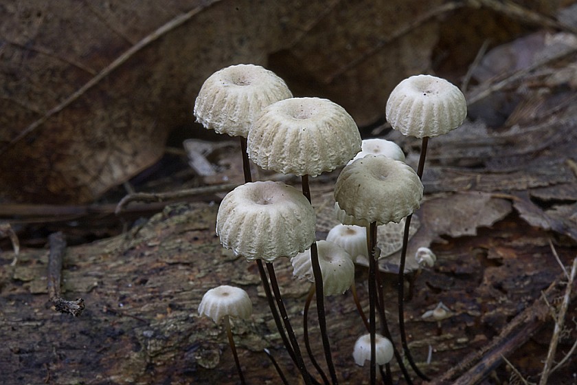 Marasmius rotula (door Gerben Winkel)