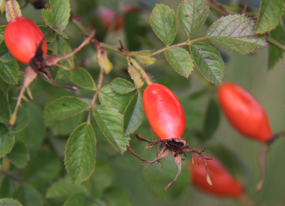 Rosa x inodora (door Peter Meininger)