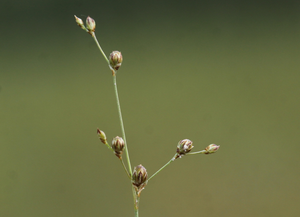 Juncus tenageia (door Peter Meininger)