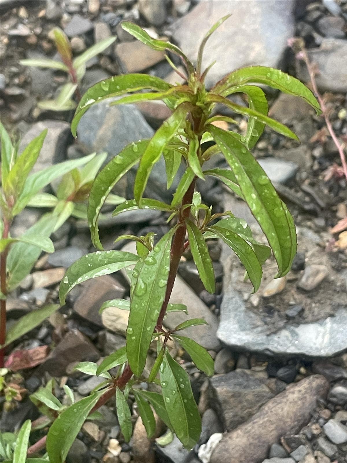 Epilobium brachycarpum (door Carleen de Graaf)