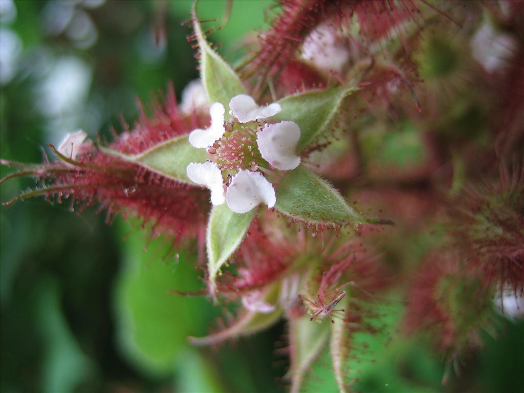 Rubus phoenicolasius (door Marian Baars)