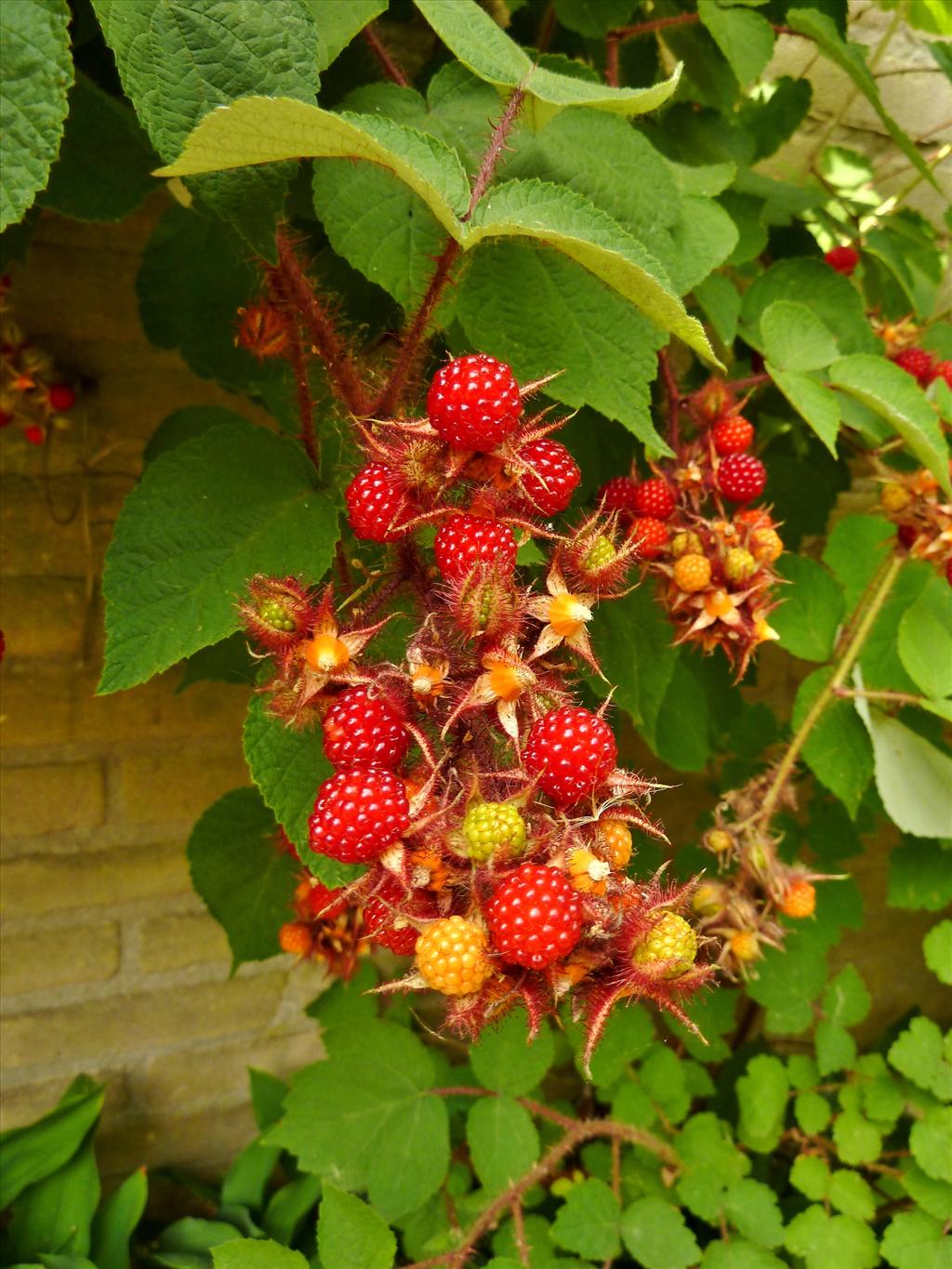 Rubus phoenicolasius (door Marian Baars)