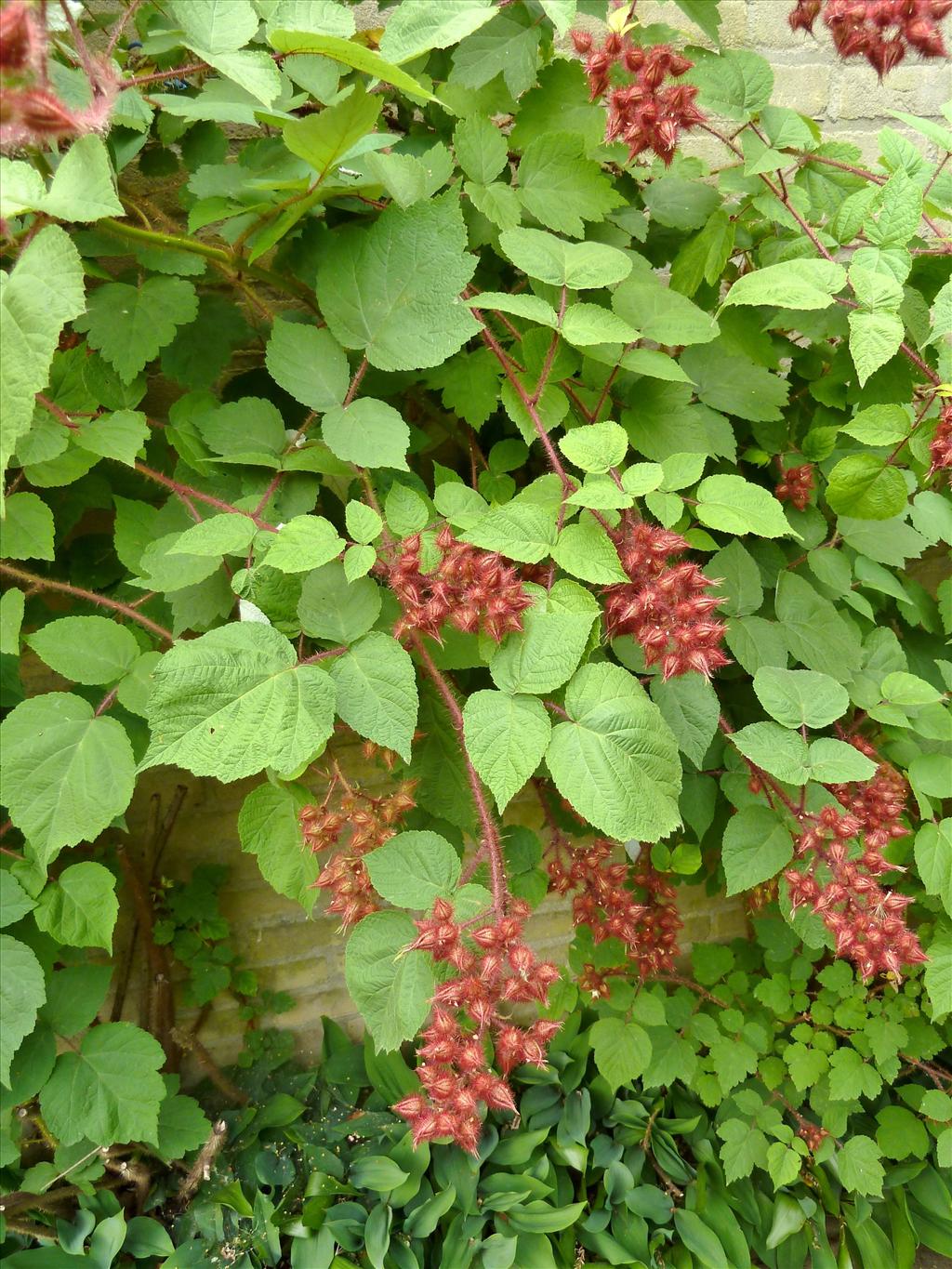 Rubus phoenicolasius (door Marian Baars)