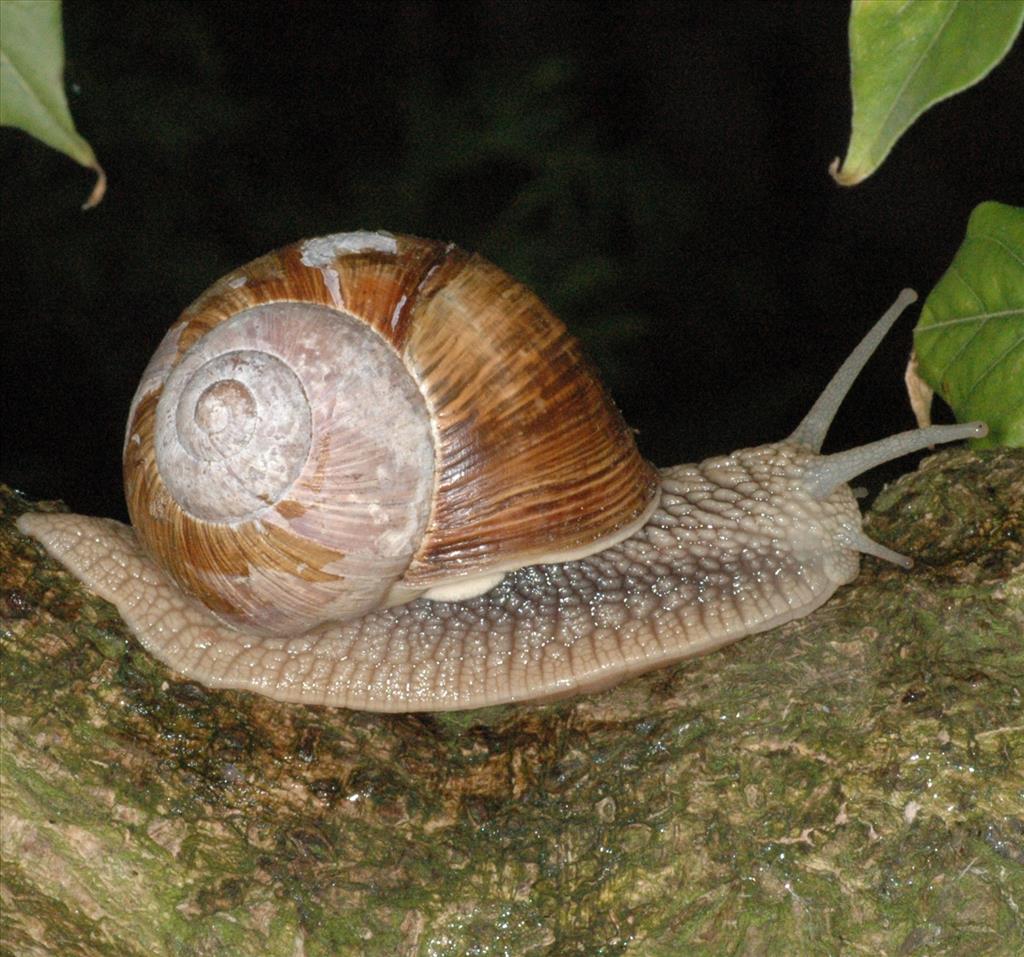 Helix pomatia (door Adriaan Gmelig Meyling)